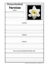 Pflanzensteckbrief-Narzisse.pdf